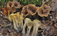 Craterellus cornucopioides forma