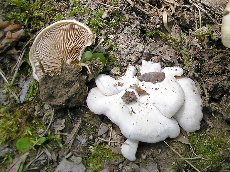 Crepidotus autochtonus