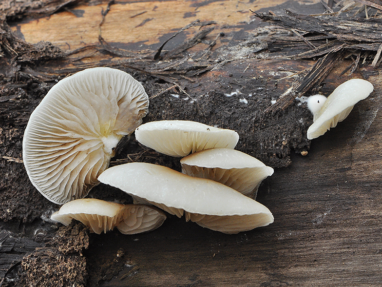 Crepidotus mollis