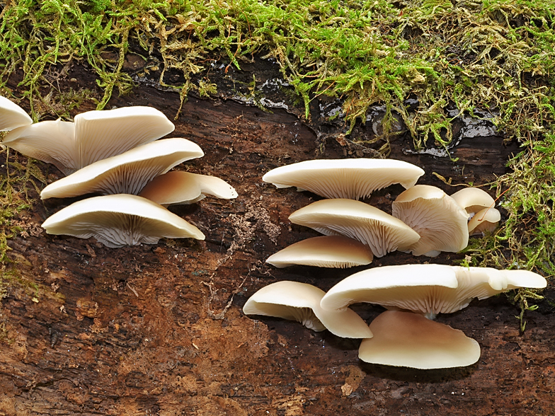 Crepidotus mollis