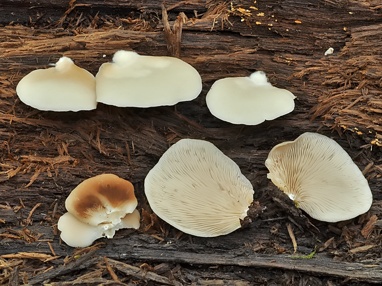 Crepidotus mollis