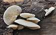 Crepidotus mollis