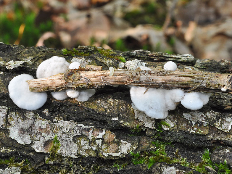 Crepidotus variabilis