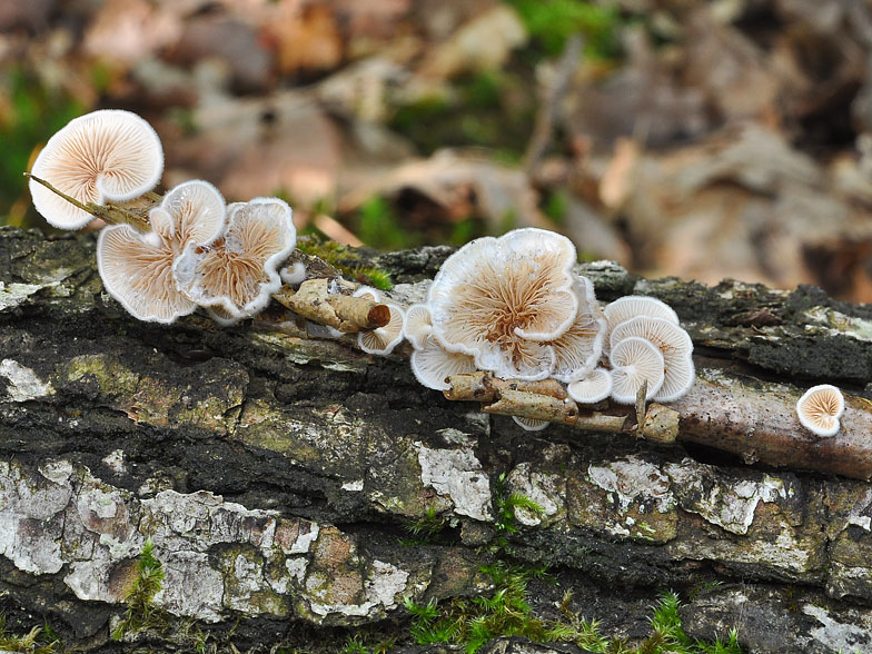 Crepidotus variabilis