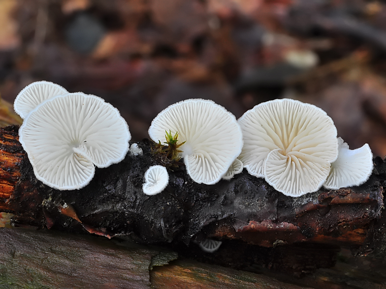 Crepidotus variabilis