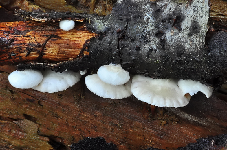 Crepidotus variabilis