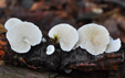 Crepidotus variabilis