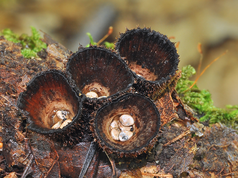 Cyathus striatus