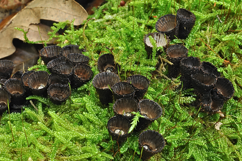 Cyathus striatus