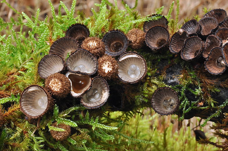 Cyathus striatus