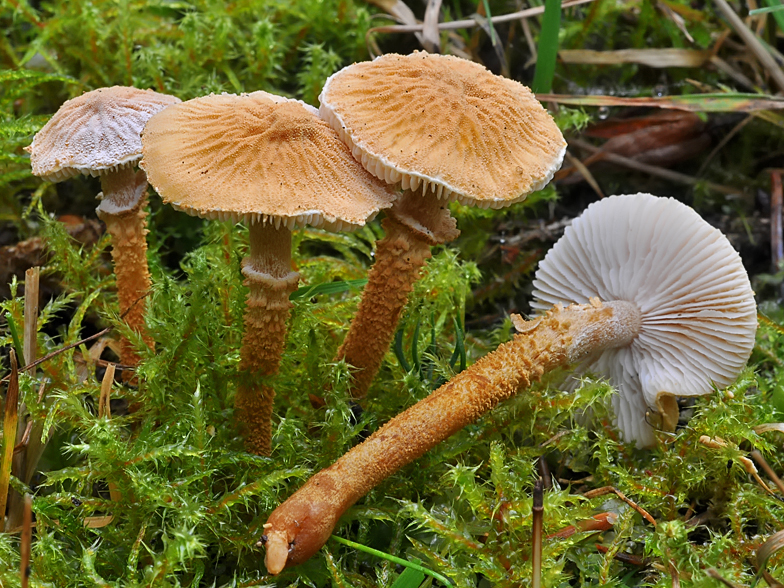 Cystoderma amianthinum fo rugosoreticulatum