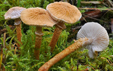 Cystoderma amianthinum fo. rugosoreticulatum