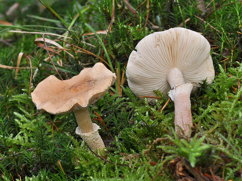 Cystoderma carcharias