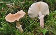 Cystoderma carcharias