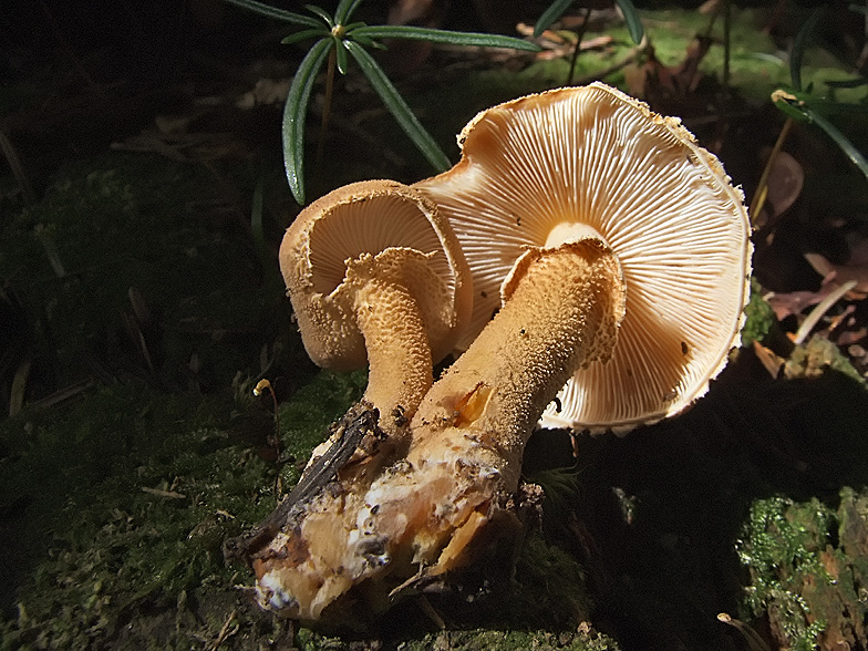 Cystoderma fallax