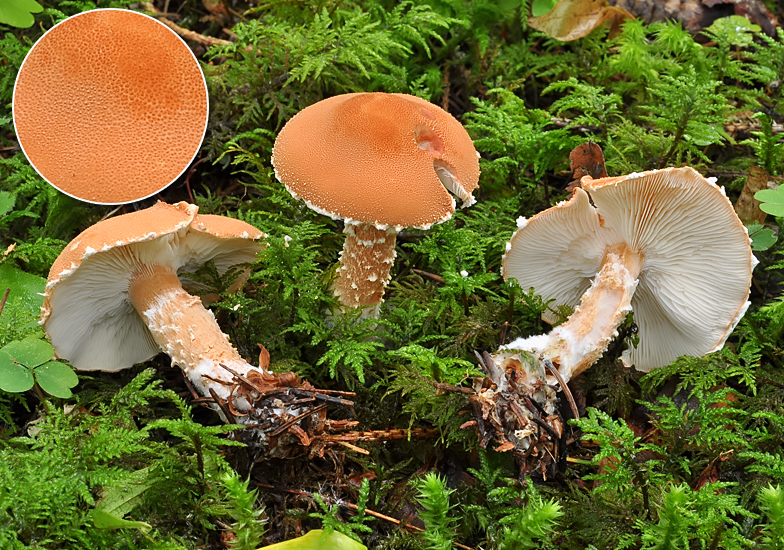 Cystoderma granulosum