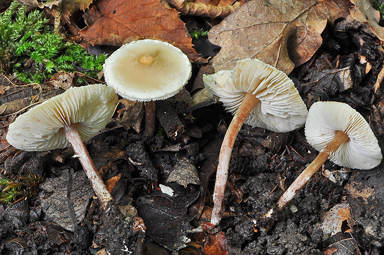 Cystolepiota seminuda