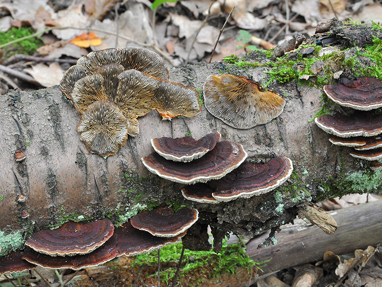 Daedaleopsis tricolor