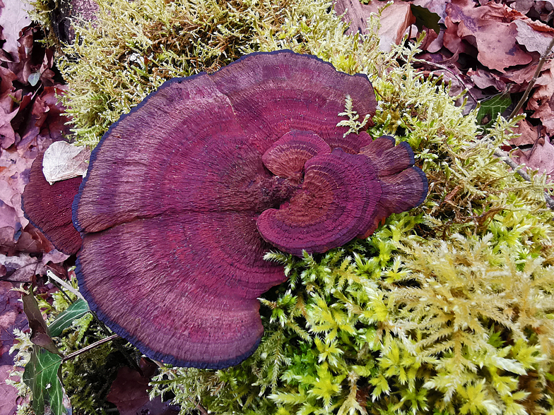 Daedaleopsis tricolor