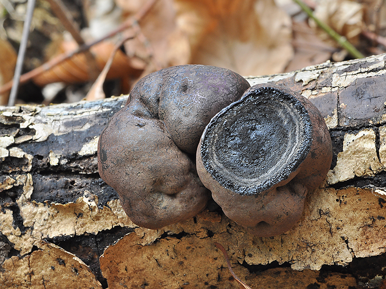 Daldinia concentrica