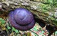 Daldinia concentrica