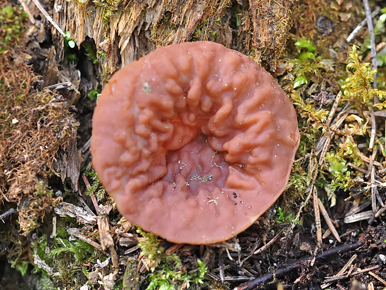 Discina perlata