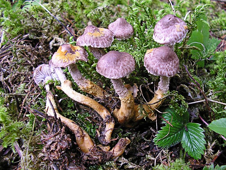 Dissoderma paradoxa