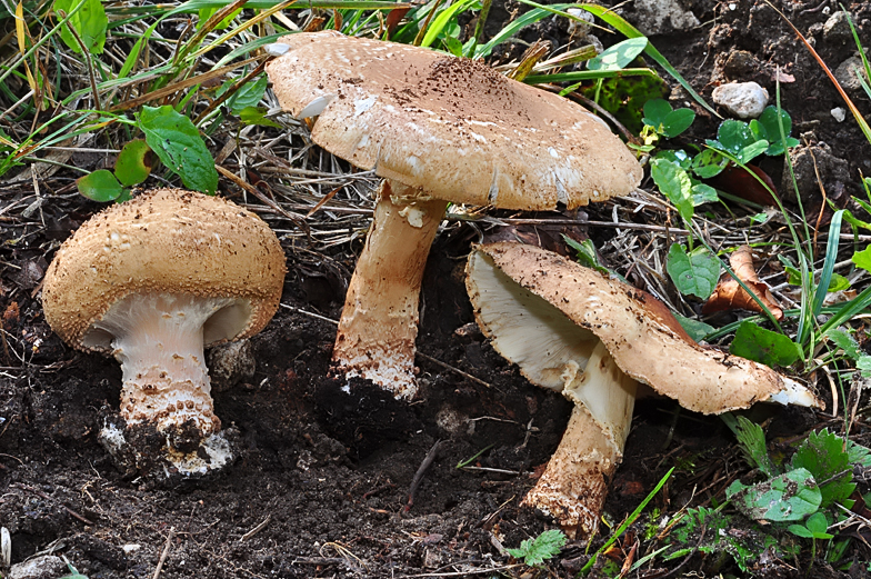 Echinoderma aspera