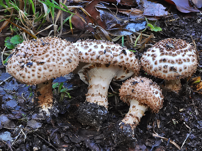 Echinoderma aspera