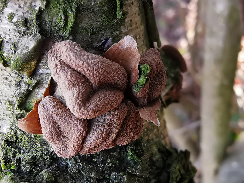 Encoelia furfuracea