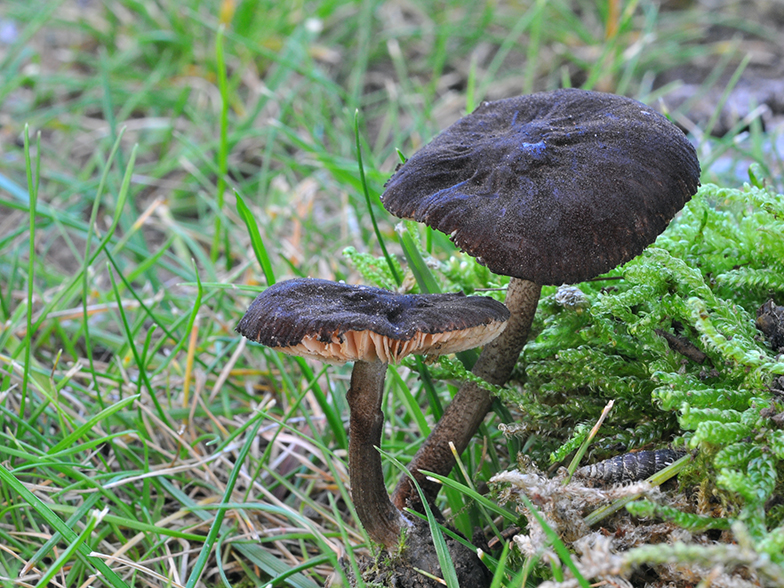 Entoloma dysthales