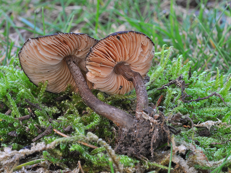 Entoloma dysthales