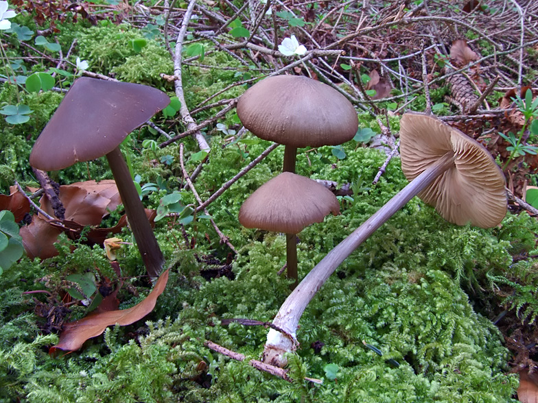 Entoloma hirtipes