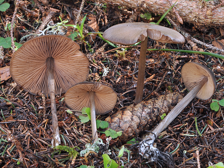 Entoloma hirtipes