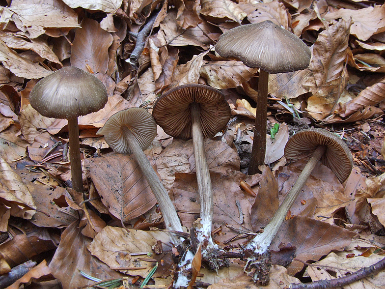 Entoloma hirtipes