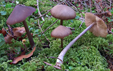 Entoloma hirtipes