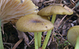 Entoloma incanum