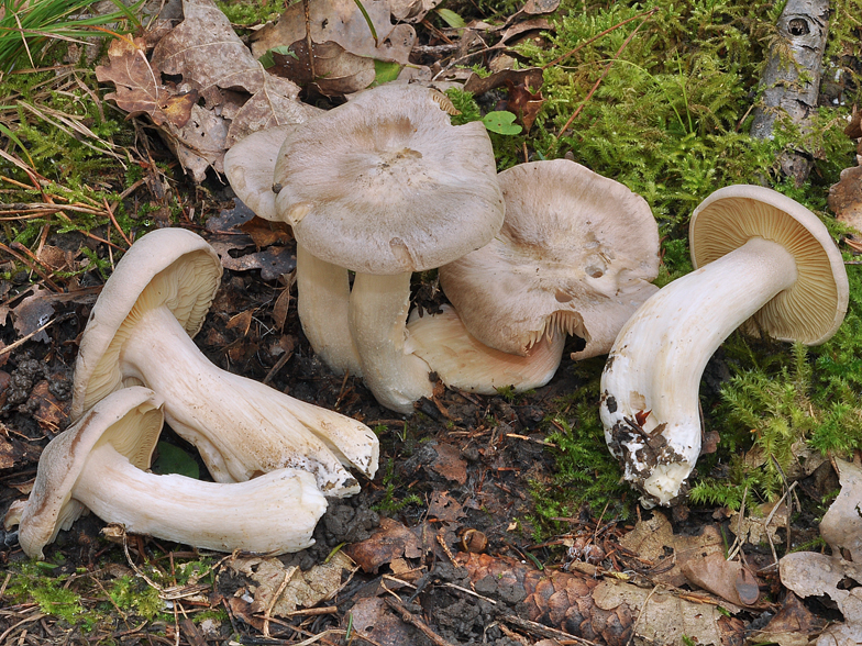 Entoloma lividum