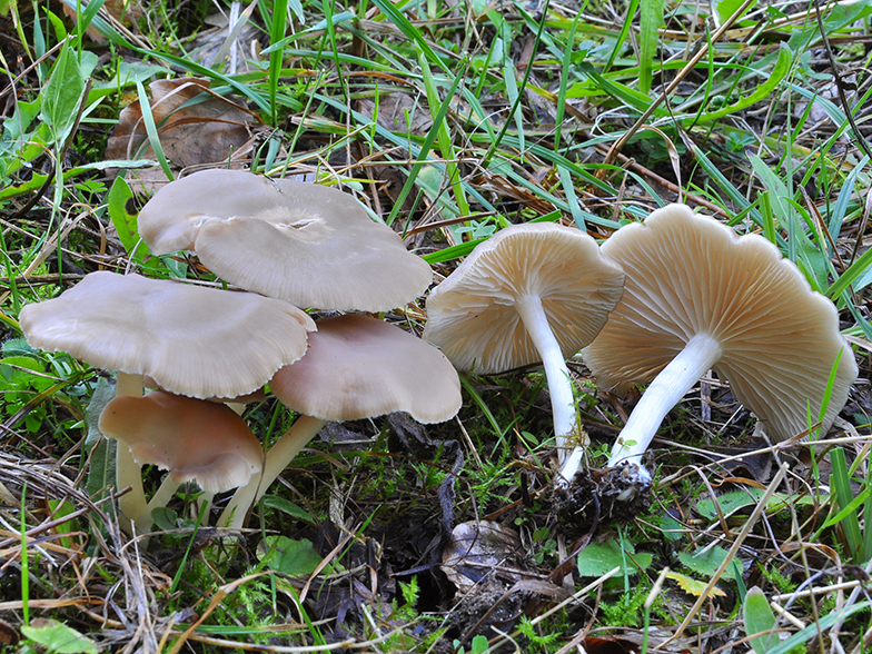 Entoloma nidorosum