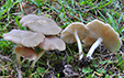 Entoloma nidorosum