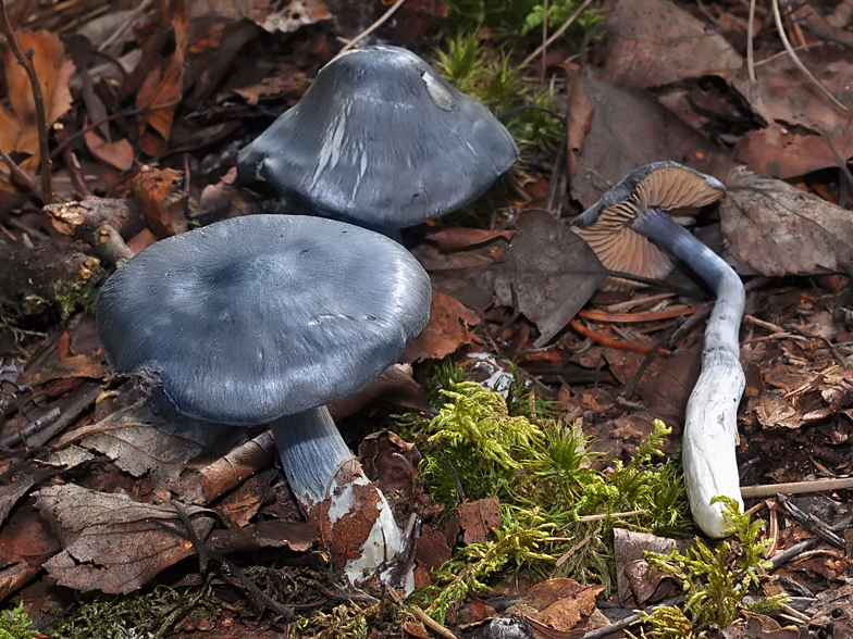 Entoloma nitidum