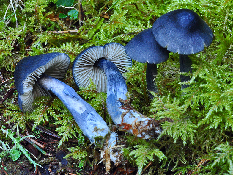 Entoloma nitidum