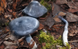 Entoloma nitidum