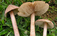 Entoloma porphyrophaeum