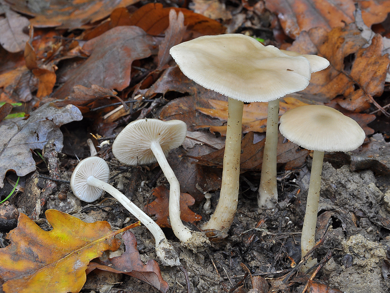 Entoloma rhodopolium