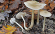 Entoloma rhodopolium