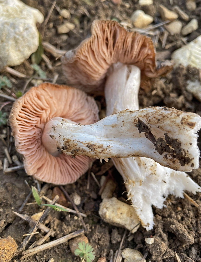 Entoloma saundersii 2