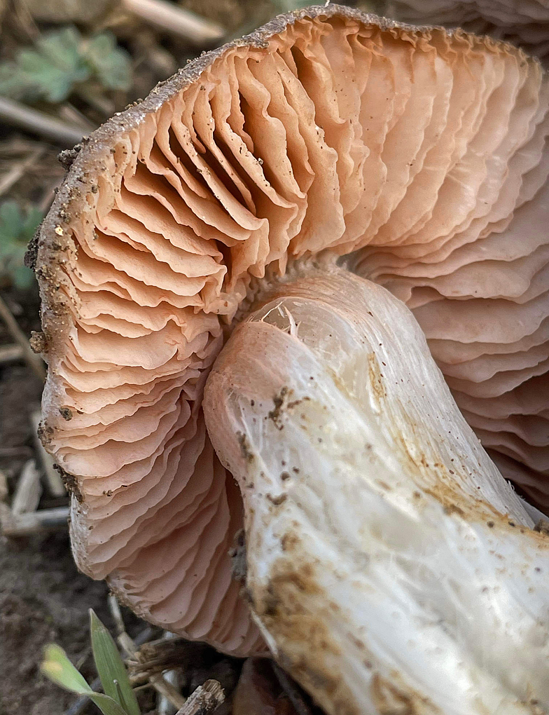 Entoloma saundersii 3