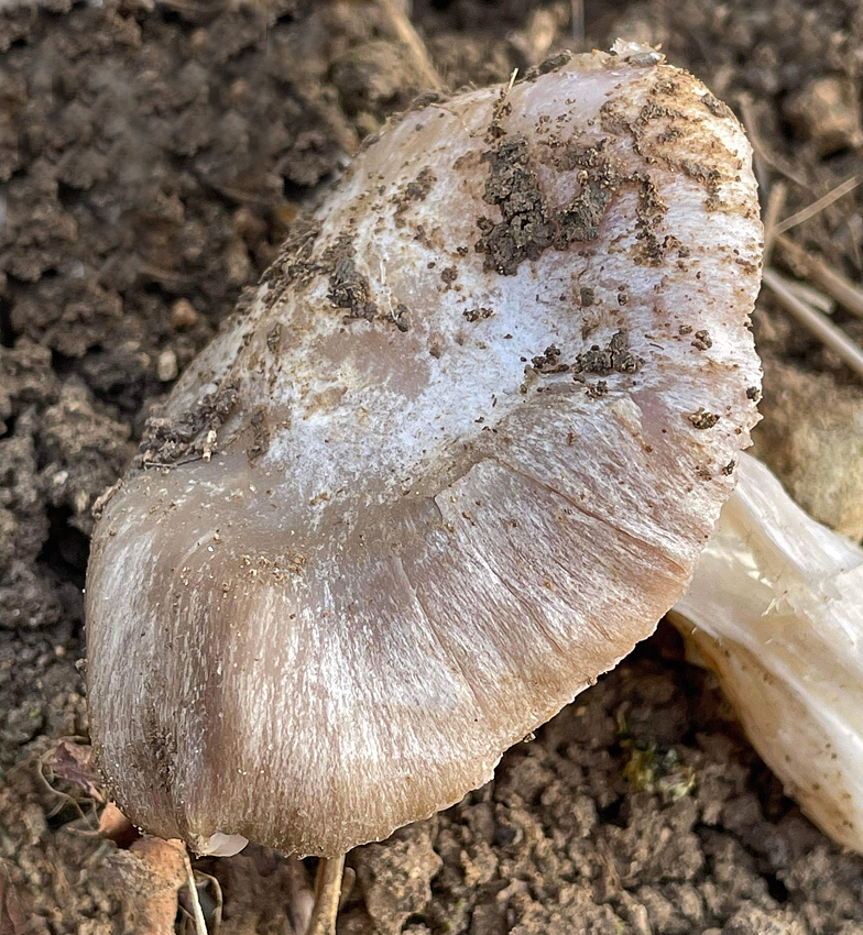 Entoloma saundersii 4