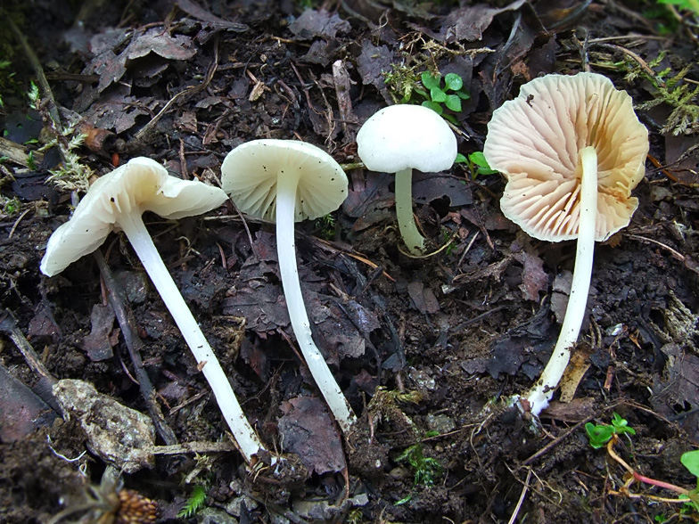 Entoloma sericellum